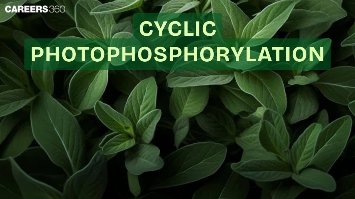 Cyclic Photophosphorylation: Types And Process